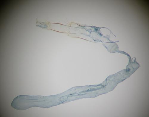 Alucita hexadactyla